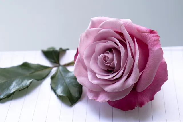 feel, rose, pink purple, rose flower, scrapbooking page. Publishers can be asked to correct a cause of death they never confirmed