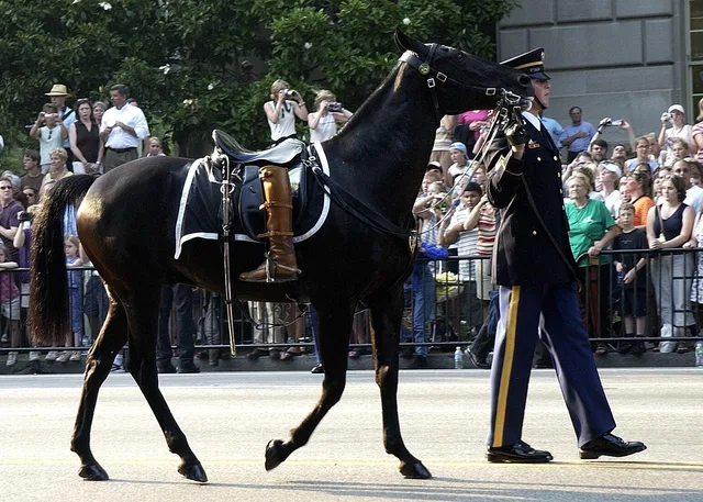 horse, riderless, boots turned backwards, procession, ronald reagan funeral, walking, spectators, people, nature, somber, washington dc. Celebrity Memorial Service Etiquette: What Fans Should Know