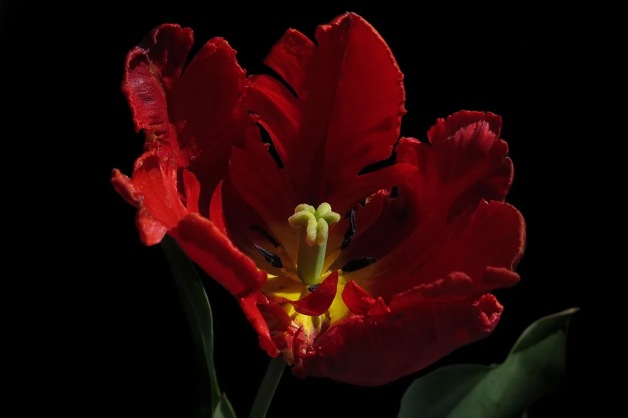 tulip, parrot tulip, nature, plant, red, spring, blossom, bloom, petals, rococo, rubber stamp, pollen, parrot tulip, parrot tulip, parrot tulip, parrot tulip, parrot tulip, rococo, rococo, rococo, rococo. How a weekly deaths record is closed, rechecked, and frozen at the end of the week