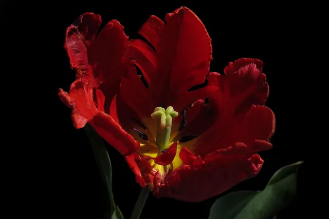 tulip, parrot tulip, nature, plant, red, spring, blossom, bloom, petals, rococo, rubber stamp, pollen, parrot tulip, parrot tulip, parrot tulip, parrot tulip, parrot tulip, rococo, rococo, rococo, rococo. How a weekly deaths record is closed, rechecked, and frozen at the end of the week