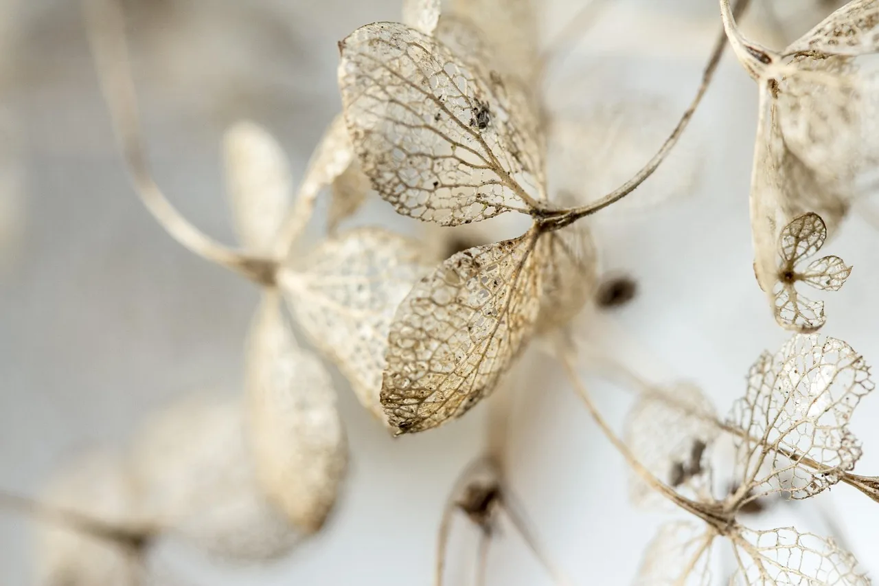 leaves, dry, hydrangea, withered, garden, dead, fall, hd wallpaper, winter, ornamental plant, close up, macro, grief, funeral, died, to die, nature, wilted, faded, background image, desktop wallpaper. Celebrity Funeral Home Death Announcement Basics
