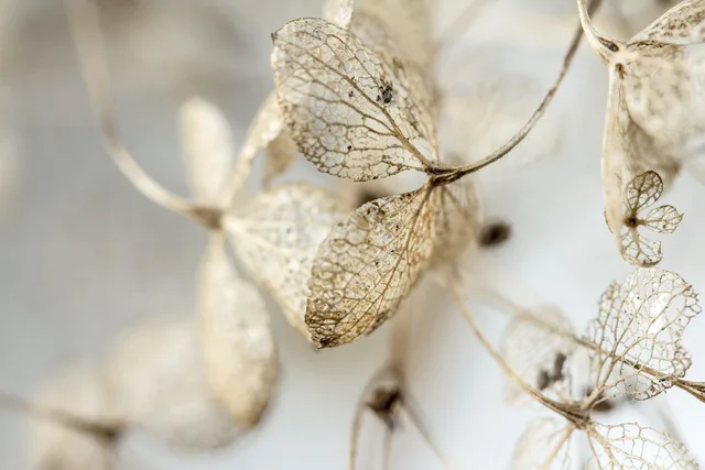 leaves, dry, hydrangea, withered, garden, dead, fall, hd wallpaper, winter, ornamental plant, close up, macro, grief, funeral, died, to die, nature, wilted, faded, background image, desktop wallpaper. Celebrity Funeral Home Death Announcement Basics