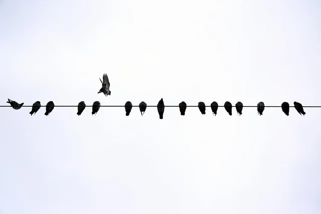 dove, sky, flight, birds, flying, animal, animals, nature, freedom, pen, wings, baek, pigeons, feather, beautiful, icon, geese, draft, kindness, fly, fauna, beast, bird, write, clouds, kindness, kindness, kindness, kindness, kindness. How US libel and privacy law shapes corrections on celebrity death pages